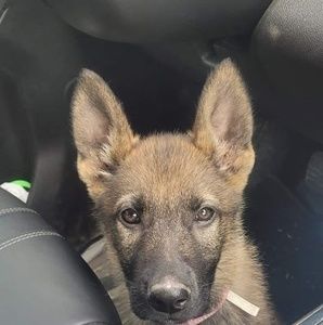 Meet your Posher, Cobra